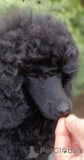 Photo №4. I will sell  in the city of Siófok. from nursery, breeder - price - negotiated