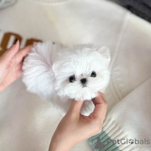 Photo №3. Maltese Puppy Available for Adoption . Czech Republic