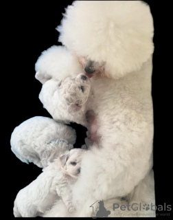 Photo №3. Kc registrierter Stammbaum der Bichon Frise Welpen. Germany