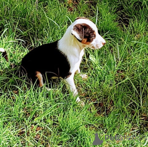 Photo №1. border collie - for sale in the city of Göttingen | 348$ | Announcement № 148562