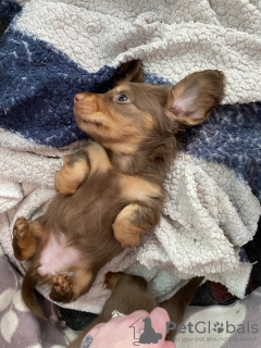 Photo №4. I will sell dachshund in the city of Aarbergen. private announcement - price - 1506$