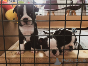 Photo №4. I will sell boston terrier in the city of Richmond. breeder - price - 500$