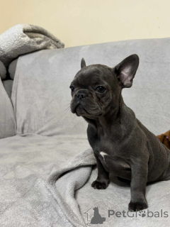 Photo №3. Französische Bulldoggenwelpen zu vermitteln.. Germany