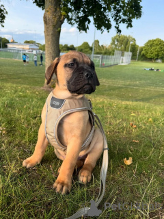 Photo №2 to announcement № 158466 for the sale of ca de bou - buy in Germany from the shelter, breeder