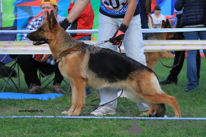 Photo №2 to announcement № 8095 for the sale of german shepherd - buy in Russian Federation breeder