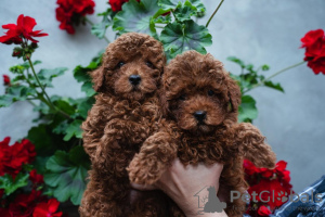 Additional photos: Red toy and dwarf poodles