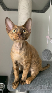 Photo №1. devon rex - for sale in the city of Беларусь | negotiated | Announcement № 82796