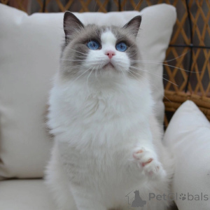 Photo №1. ragdoll - for sale in the city of Gorizia | negotiated | Announcement № 156268