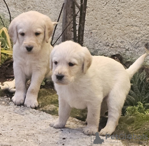Photo №1. labradoodle - for sale in the city of Бордо | 845$ | Announcement № 84712