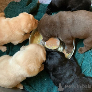 Photo №2 to announcement № 173326 for the sale of labrador retriever - buy in Poland private announcement