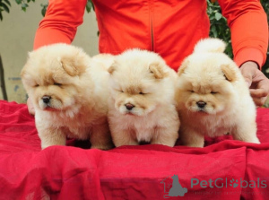 Photo №1. chow chow - for sale in the city of Hamar | negotiated | Announcement № 158439