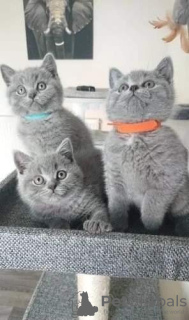 Photo №2 to announcement № 72049 for the sale of british shorthair - buy in United States private announcement, breeder