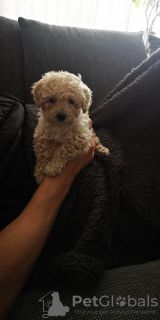 Photo №2 to announcement № 53073 for the sale of poodle (toy) - buy in Sweden private announcement