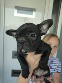 Photo №3. french bulldog puppies for sale. Russian Federation