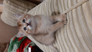 Photo №2 to announcement № 3651 for the sale of chausie - buy in Russian Federation from nursery
