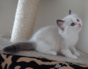 Photo №1. ragdoll - for sale in the city of Helsinki | negotiated | Announcement № 174620
