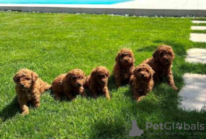 Photo №3. Toy Poodle, puppies of the highest quality. Serbia