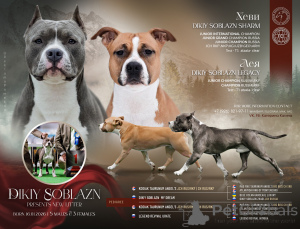 Photo №1. american staffordshire terrier - for sale in the city of Moscow river | 556$ | Announcement № 162930