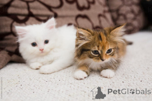 Photo №1. persian cat - for sale in the city of Bayroit | 329$ | Announcement № 150883