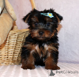 Photo №1. yorkshire terrier - for sale in the city of Christiansann | negotiated | Announcement № 168448