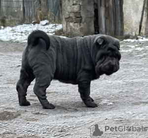 Photo №3. Shar Pei FCI Puppy. Poland