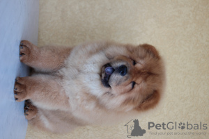 Photo №3. Nikola Milićević. Serbia