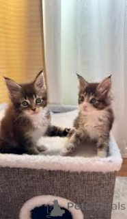 Photo №2 to announcement № 172689 for the sale of maine coon - buy in Belgium private announcement, breeder