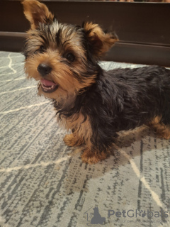 Photo №2 to announcement № 127654 for the sale of beaver yorkshire terrier, yorkshire terrier - buy in Latvia private announcement, from nursery, breeder