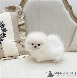 Photo №1. pomeranian - for sale in the city of Montreal | 500$ | Announcement № 103597