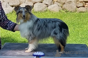 Additional photos: Sheltie puppy for sale