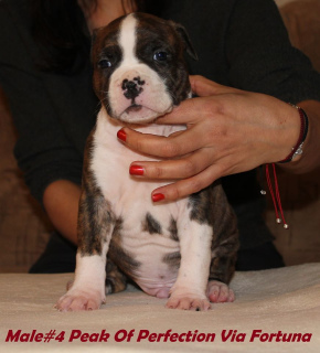 Photo №2 to announcement № 5021 for the sale of american staffordshire terrier - buy in Ukraine from nursery