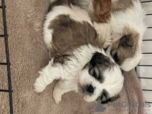 Photo №4. I will sell shih tzu in the city of Dusseldorf.  - price - Is free