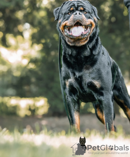 Additional photos: Kennel Club Registered beautiful Rottweiler Puppies