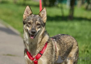 Photo №1. non-pedigree dogs - for sale in the city of Moscow river | Is free | Announcement № 154298