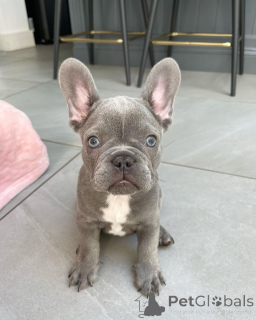 Photo №1. french bulldog - for sale in the city of Berlin | 350$ | Announcement № 137545