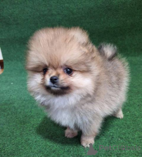 Photo №4. I will sell pomeranian in the city of St. Gallen.  - price - 941$