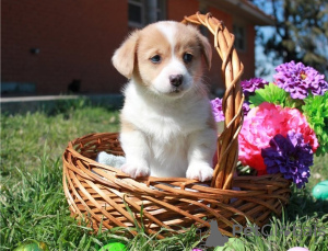 Photo №1. welsh corgi - for sale in the city of Bennäs | Is free | Announcement № 127896