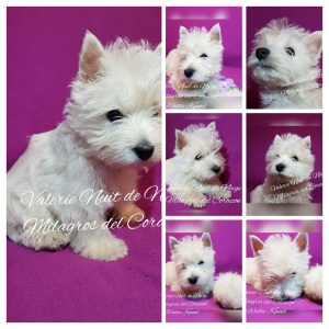 Photo №4. I will sell west highland white terrier in the city of Dnipro. from nursery - price - 1000$