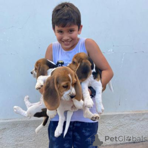 Photo №1. beagle - for sale in the city of Berlin | negotiated | Announcement № 166516