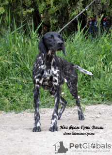 Photo №4. I will sell non-pedigree dogs in the city of Simferopol. from nursery - price - 819$