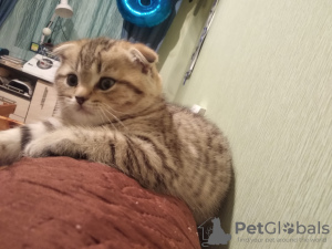 Photo №2 to announcement № 36431 for the sale of scottish fold - buy in Belarus private announcement
