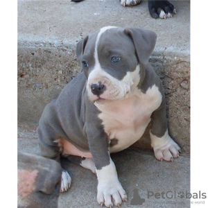 Photo №1. american pit bull terrier - for sale in the city of Quickborn | 370$ | Announcement № 119001