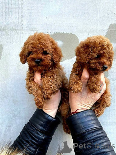 Photo №2 to announcement № 158331 for the sale of poodle (toy) - buy in Greece 