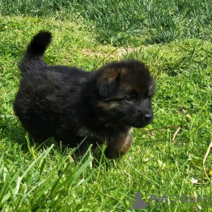 Photo №1. german shepherd - for sale in the city of Berlin | negotiated | Announcement № 123166