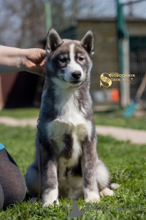 Photo №2 to announcement № 139111 for the sale of siberian husky - buy in Russian Federation breeder