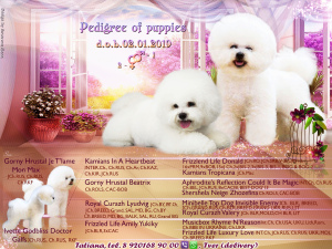 Photo №1. bichon frise - for sale in the city of Москва | Negotiated | Announcement № 1797