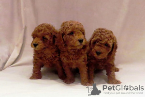 Photo №2 to announcement № 127927 for the sale of poodle (toy) - buy in Serbia breeder