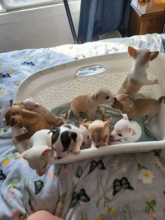 Photo №1. chihuahua - for sale in the city of Manchester | negotiated | Announcement № 166829