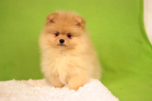 Additional photos: Pomeranian Spitz