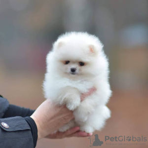 Photo №3. Pomeranian spitz with a pedigree,. Austria